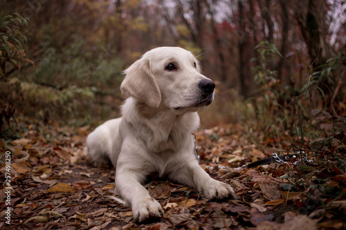 Golden Retriever in the autumn forest