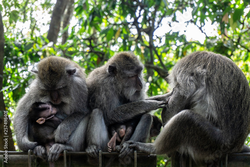 Three monkeys sit and interact each other. At Monkey forest Ubud, people feed monkey and treat them lovely. © Pande