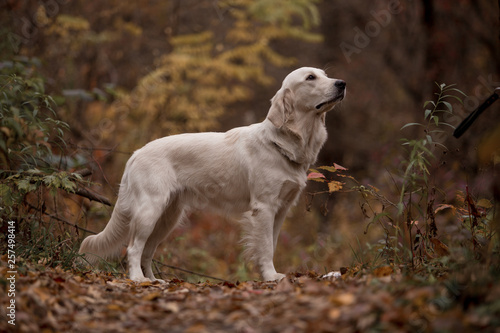 Golden Retriever in the autumn forest