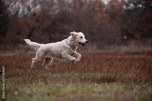 Golden Retriever in the autumn forest