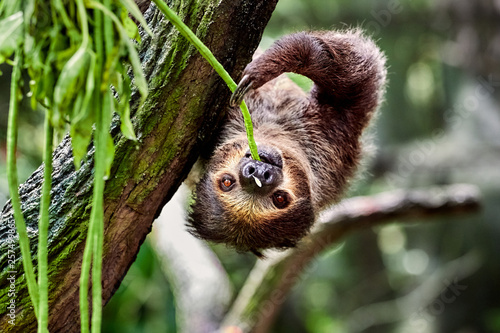 sloth hanging on a tree and eating leaves photo