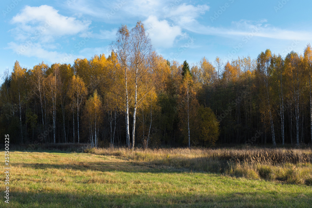 Natural landscape. The edge of the meadow and the forest. Golden autumn, Sunny day, yellowed grass and trees. Feathery clouds in the blue sky. Natural landscape. The edge of the meadow and the forest. Golden autumn, Sunny day, yellowed grass and trees. Feathery clouds in the blue sky.