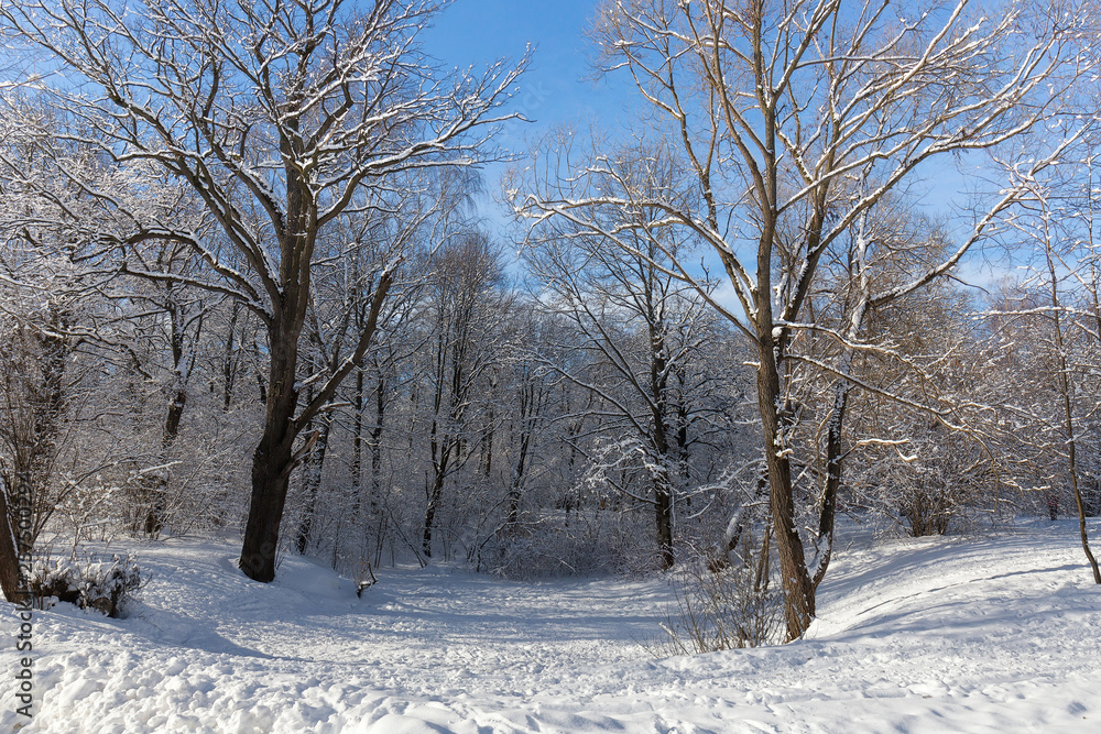 Landscape ravine overgrown with old trees in the Moscow Botanical garden. Trees in snow. Winter, Sunny frosty day. Landscape ravine overgrown with old trees in the Moscow Botanical garden. Trees in snow. Winter, Sunny frosty day.