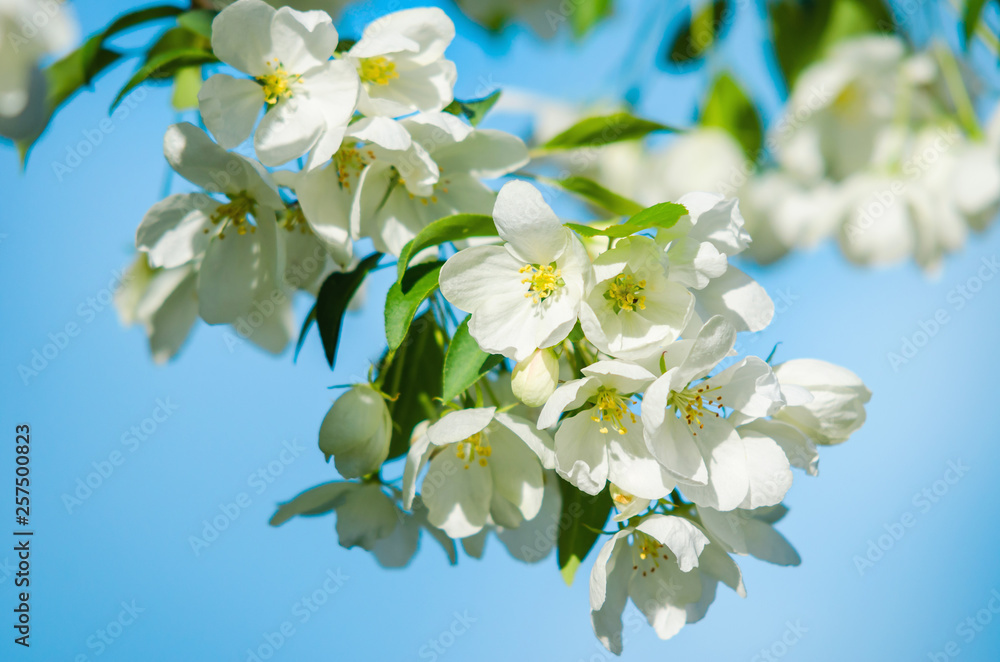 Obraz premium Apple blossoms against the blue sky in spring.