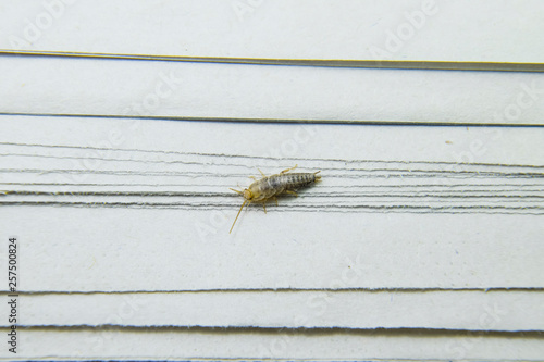 Insect feeding on paper - silverfish photo