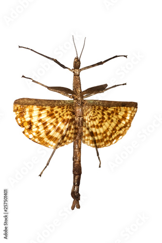 Photography Large yellow insect as a tree branch, isolate on white background, phasma gigas