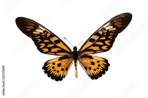 Big butterfly with yellow wings, isolate on white background, papilio antimachus photo