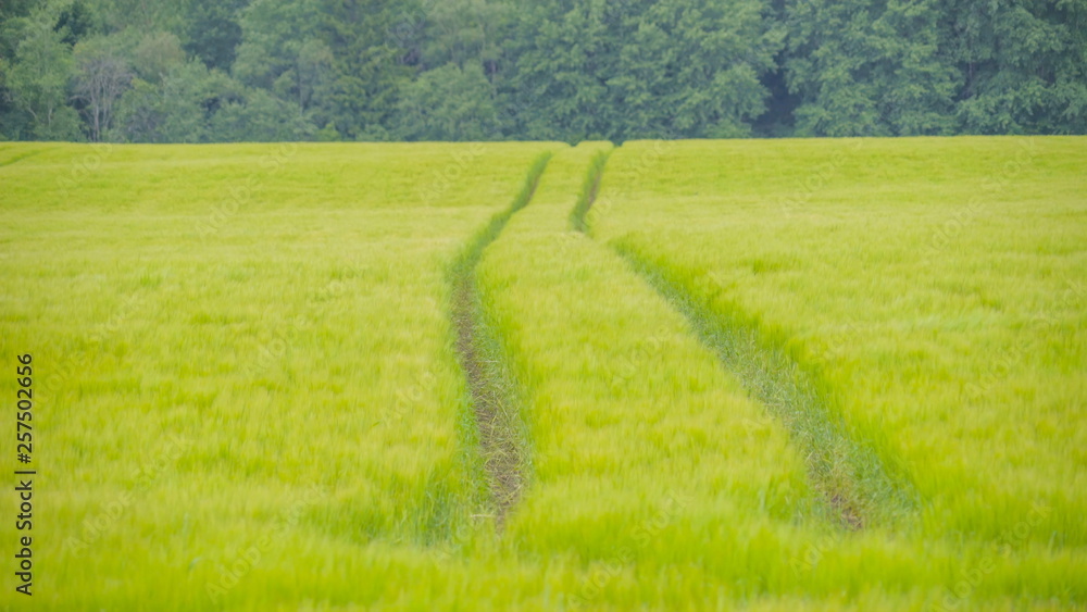 10556_A_wide_field_of_the_green_rice_grains.jpg