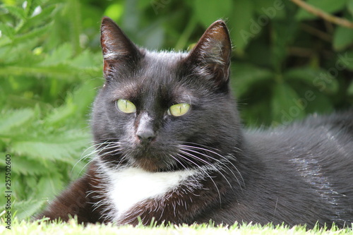 a black kat lies in the garden in springtime with a green background photo