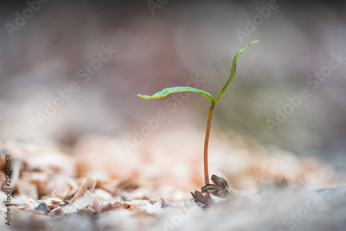 Foto Kleiner Ahorn Keim