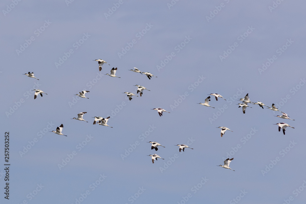 pied avocet (recurvirostra avosetta) in flight