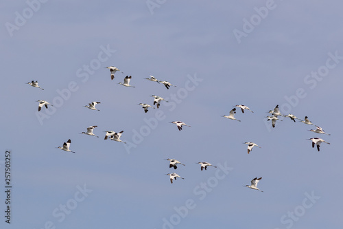 pied avocet (recurvirostra avosetta) in flight