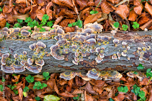 High Angle View Of A Stereum Hirsutum Mushroom Growing On Forest photo