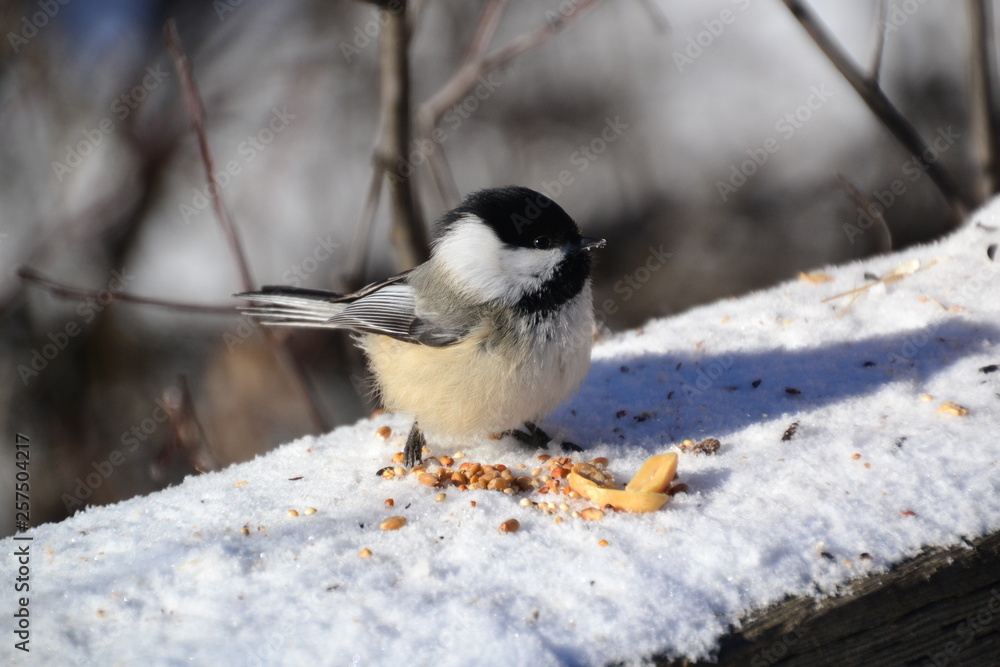 Fototapeta premium Black-capped Chickadee with some Peanuts
