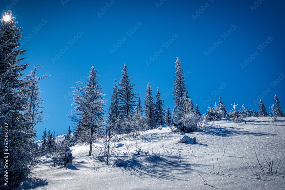 A few fir trees on a mountain hill with snow and clear blue sky on a bright sunny day