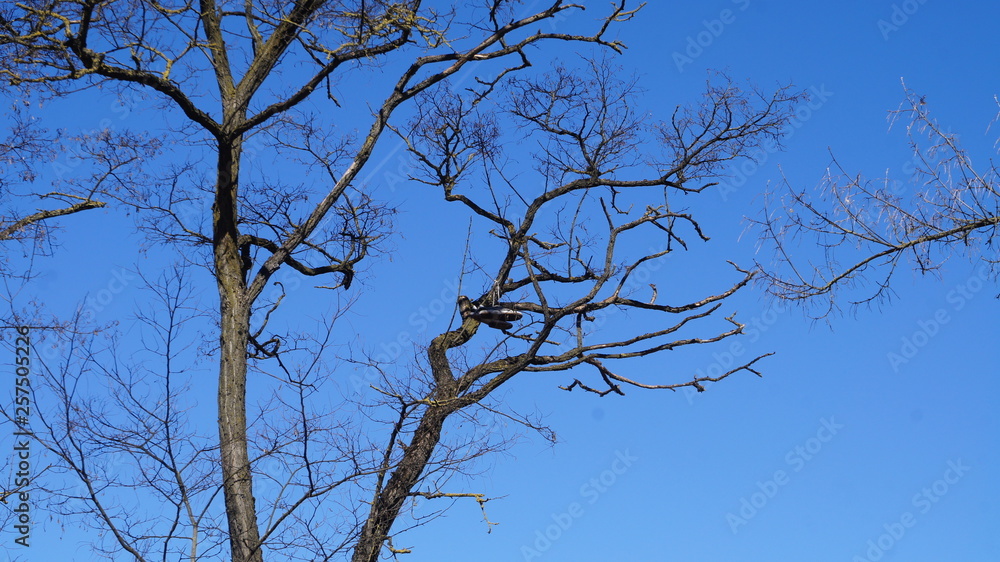 Shoes on the tree. Sneakers on the branches. Shoes on the tree. Sneakers on the branches.