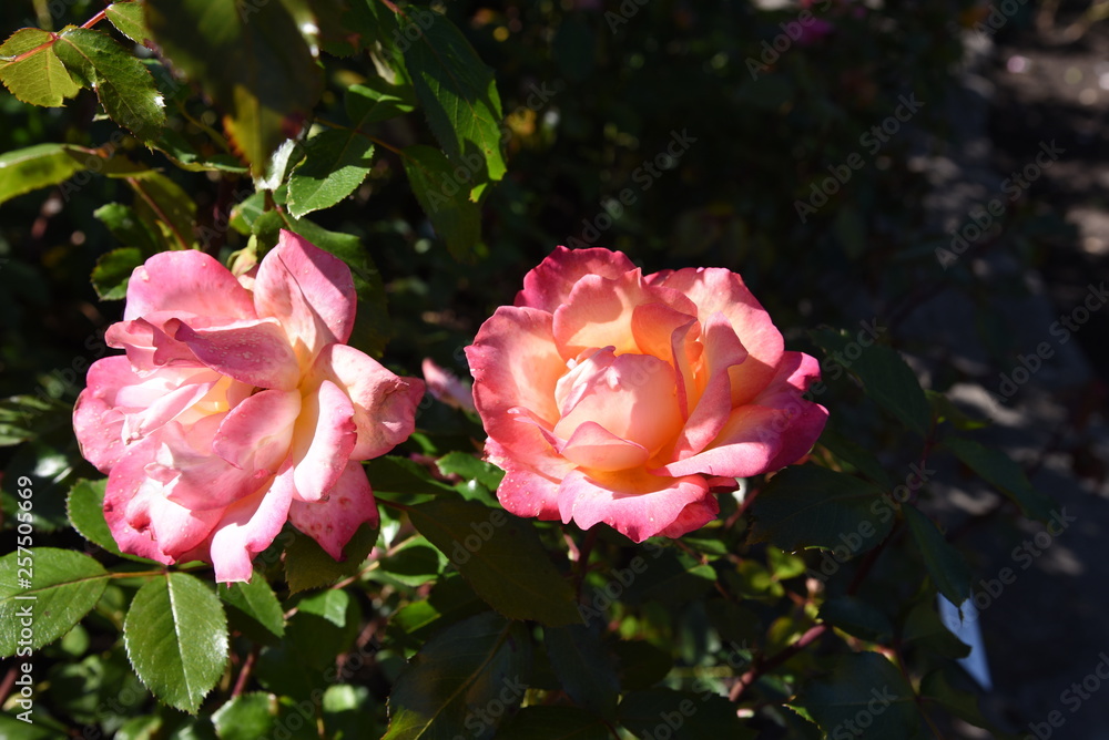 pink rose in the garden