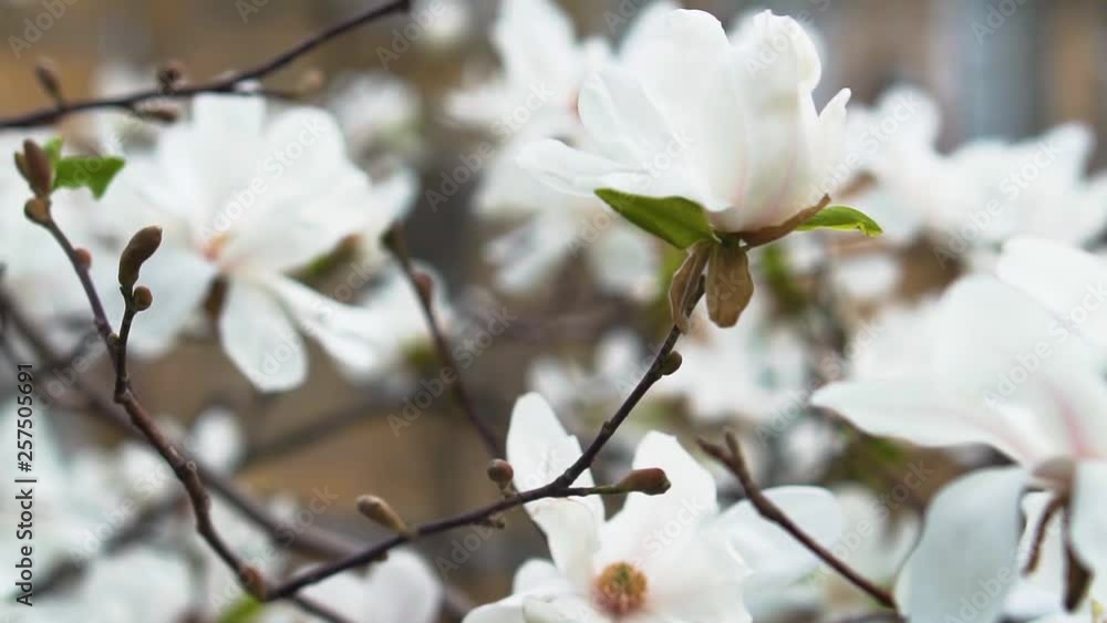 White magnolia flower, slow motion. Branch of a blossoming magnolia. White magnolia flower, slow motion. Branch of a blossoming magnolia.