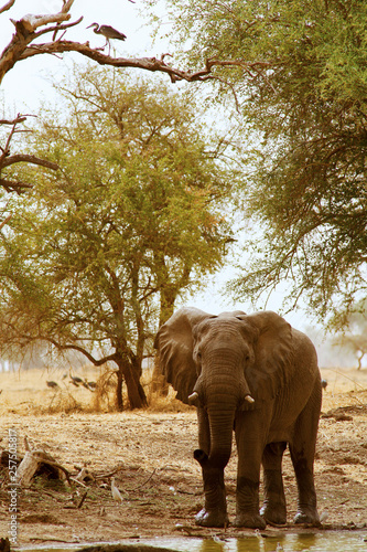 elephant in the Zakouma National Park. Chad photo