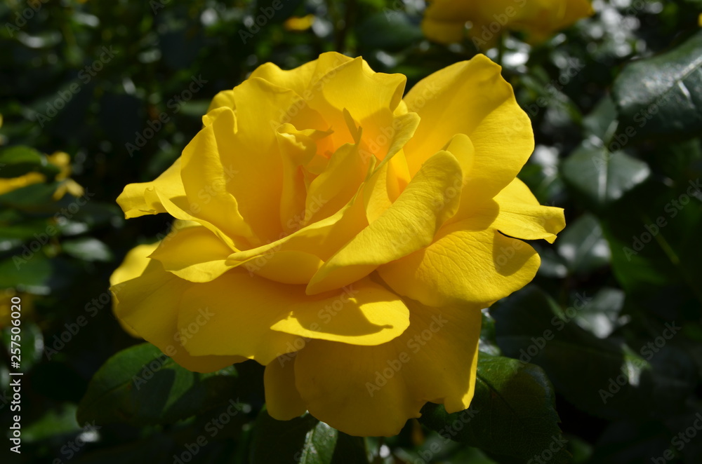 Close up of a beautiful yellow rose from above, in a garden in a sunny summer day Close up of a beautiful yellow rose from above, in a garden in a sunny summer day