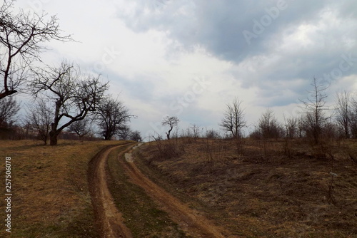 road in the forest