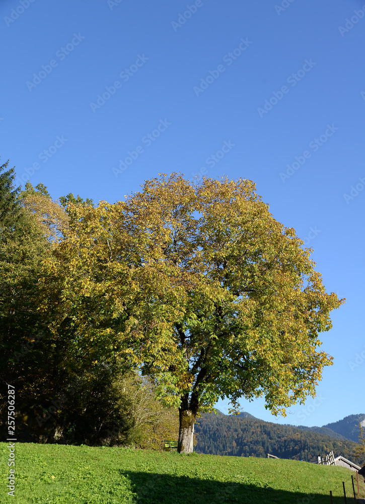 Naklejka premium Baum bei Bizau