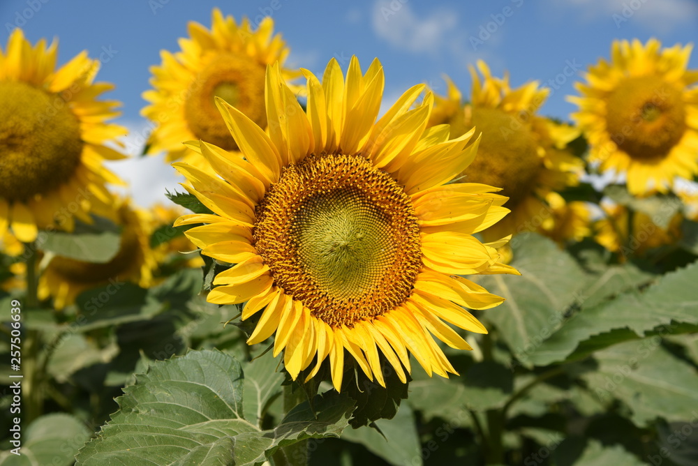 sunflower in field of sunflowers