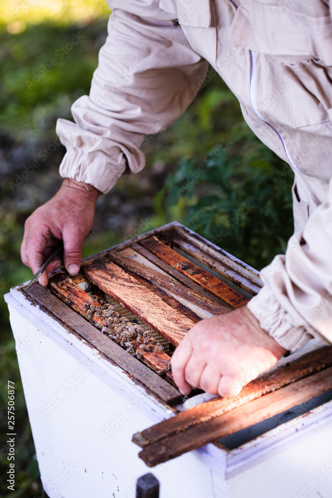 Beekeeper working in apiary Beekeeper working in apiary