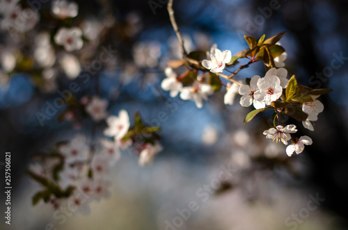 Beautiful spring wallpaper with closeupof a blossoming branch lit by the sunlight