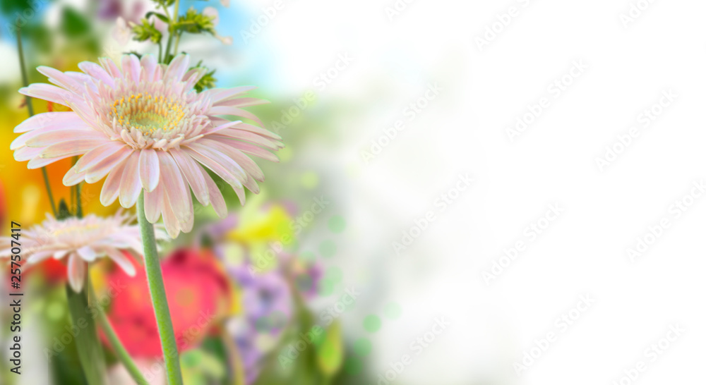Pink daisy and defocused colored flowers in spring garden with white background on the right Pink daisy and defocused colored flowers in spring garden with white background on the right