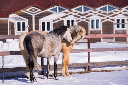 Horses communicating