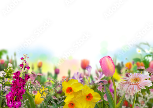 tulip, daffodils and defocused colored flowers in spring garden with white background on the right