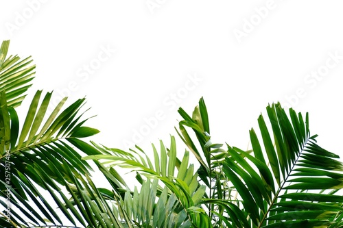 Green tropical palm leaves on white isolated background for backdrop pattern © Oradige59