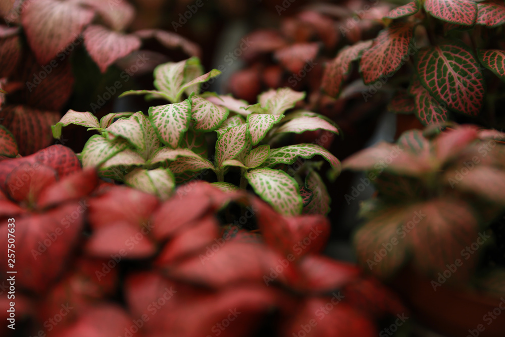 Obraz premium Beautiful plants with bright leaves in floral shop, closeup