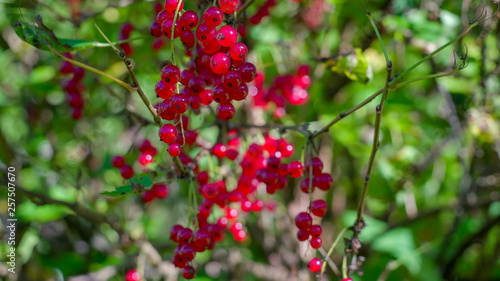 11011_Another_shrub_tree_with_the_red_currant_fruit.jpg