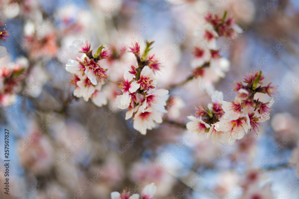 Spring sakura blossom tree on blue sky.