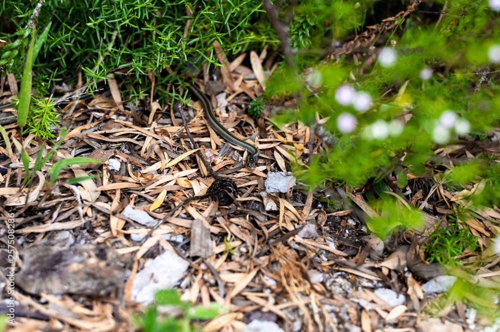 Snake sailing between the leaves/grass. Snake sailing between the leaves/grass.