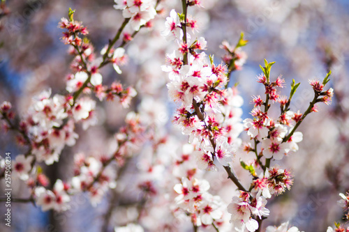Spring sakura blossom tree on blue sky.