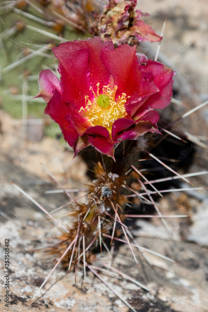 Close-up of flower of cactus, Arch Canyon, Utah, USA