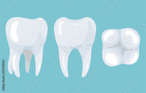 Tooth from different angles. Stomatology illustration for your design