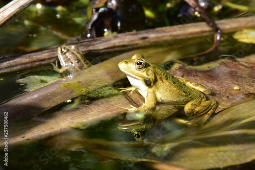 Close up of a green frog Rana esculenta complex in a pond. © zilber42