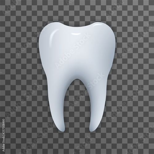 Realistic tooth. Illustration isolated on transparent background. Graphic concept for your design