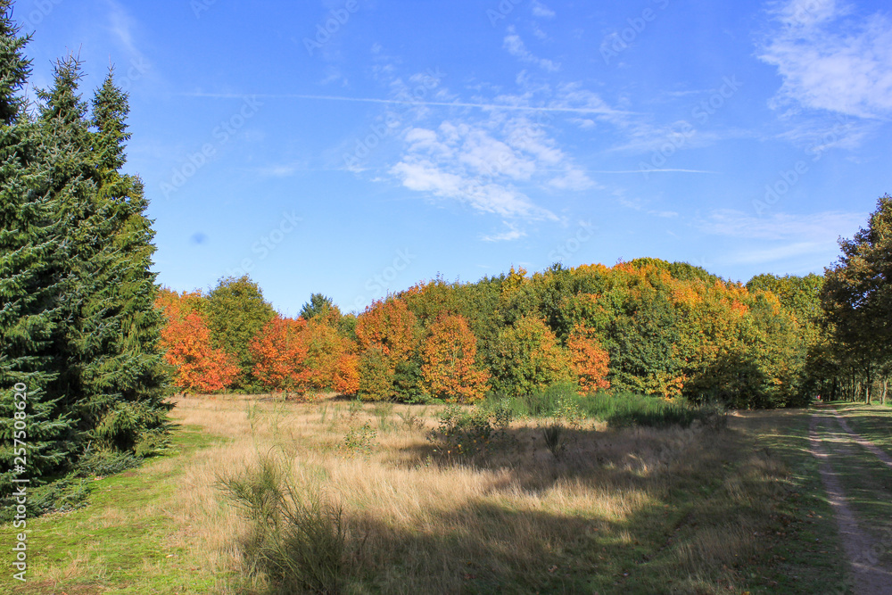 beautiful red and green trees in the forest and a blue sky in autumn
