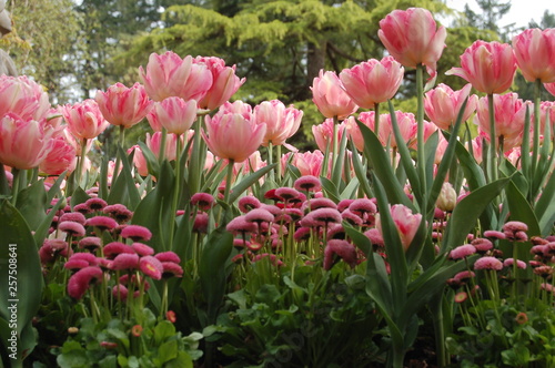 pink tulips in the garden © Murray