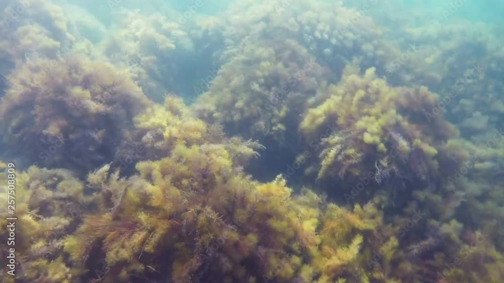 Sea water and vegetation on the seabed sway from the waves Sea water and vegetation on the seabed sway from the waves