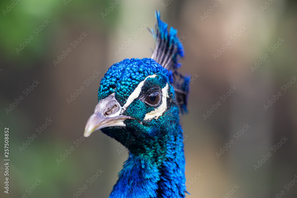 Blauer Pfau (Pavo cristatus) - Kopf - Detail Blauer Pfau (Pavo cristatus) - Kopf - Detail