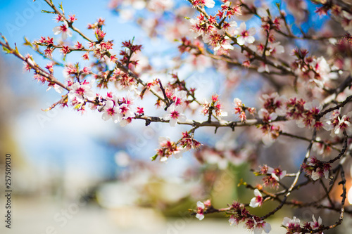 Tops of the spring japanese cherry blossom trees in early april.