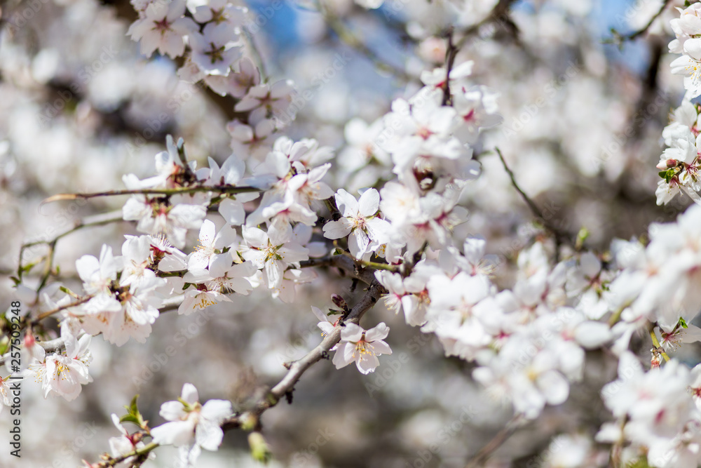 Spring cherry white blossoms. Pink flowers background. Spring cherry white blossoms. Pink flowers background.