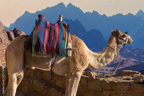 Silhouette dromedar camel on the background of the mountain of St. Moses, Egypt, Sinai	 photo