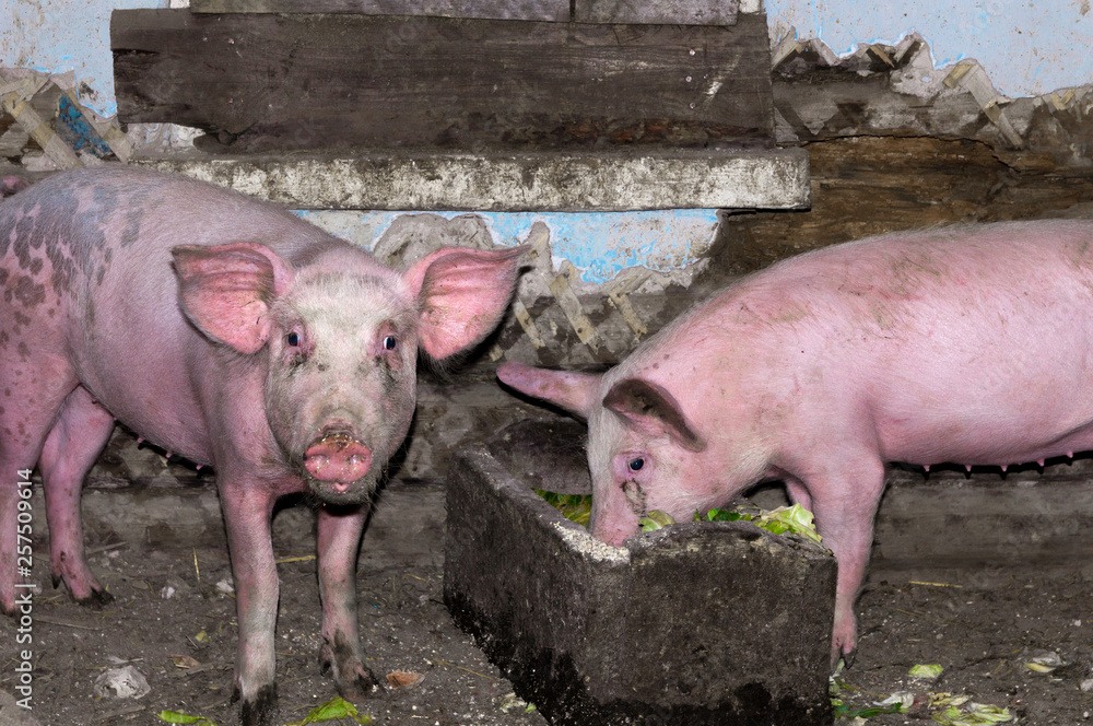 Dirty pigs Dirty pigs